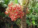 Areca(fructe)