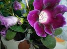 Gloxinia violacea