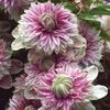 Josephne Clematis