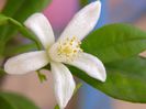 kumquat-floare