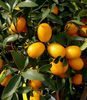 Kumquat-fructe