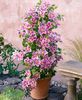 Piilu Clematis