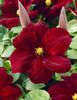 RED WINE- CLEMATIS
