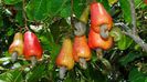 Caju-fructe