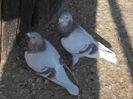 DSCN3294