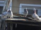 DSCN3329