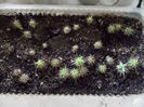 evolutie cactusi din seminte