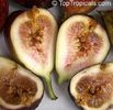 Smochin-fructe,seminte