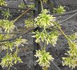 Papaya-inflorescenta