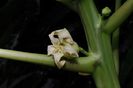 Papaya-floare feminina