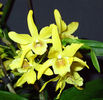 Dendrobium Stardust Chiyomi