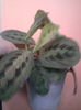 maranta
