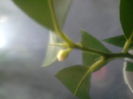 are doar 6 luni