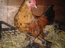 Foto%u011Fraf-0152
