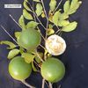 Portocala maimutei-fructe