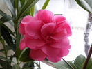 Camelia japonica