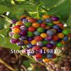 Free-shipping-rare-colorful-grape-100-seeds-fruit-seeds