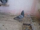 S.241825-06.ORIG.OANCEA