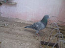 S.241825-06.ORIG.OANCEA