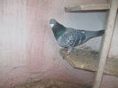 S.241825-06.ORIG.OANCEA