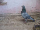 S.241825-06.ORIG.OANCEA