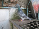 Solz.list.0662424-13.ORIG.CIOBANU BOGDAN