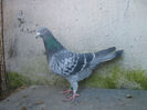 S.0092714-10.ORIG.APAVALOAIE VASILE