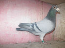 V.BELG.05-4166507.ORIG.CADARIU MARCEL