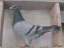 V.m.0995335-13.FIICA GENATU