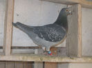 SOLZ.GUT2170082-12 ORG.WEGEN