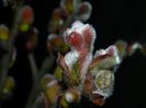 DSCN2204