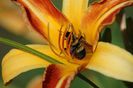 Hemerocallis