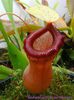 Nepenthes Ventricosa Superbes