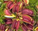 Dionaea muscipula