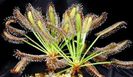 Drosera capensis