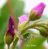 Drosera capensis