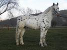 APPI CAL APPALOOSA