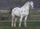 APPI CAL APPALOOSA