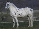 APPI CAL APPALOOSA