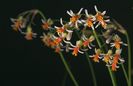 Tulbaghia leucantha bulb