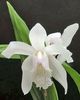 Bletilla striata bulb