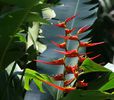 Heliconia latispatha bulb