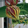 Gloriosa carsonii bulb