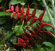 HELICONIA CARIBAEA bulb