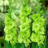 gladiolus green star bulb  17 lei