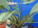 alocacia zebrina bulb