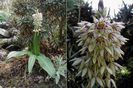 Eucomis Bicolor bulb