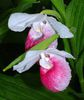 CYPRIPEDIUM REGINAE  bulb