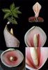 Amorphophallus bulbifer bulb