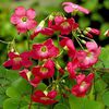 oxalis_deppei bulb